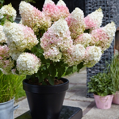 Гортензия метельчатая Строуберри Блоссом