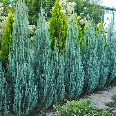 Можжевельник скальный Блю Эрроу