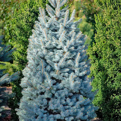 Ель колючая Супер Блю Сидлинг