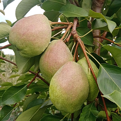 Груша Розовый бочонок