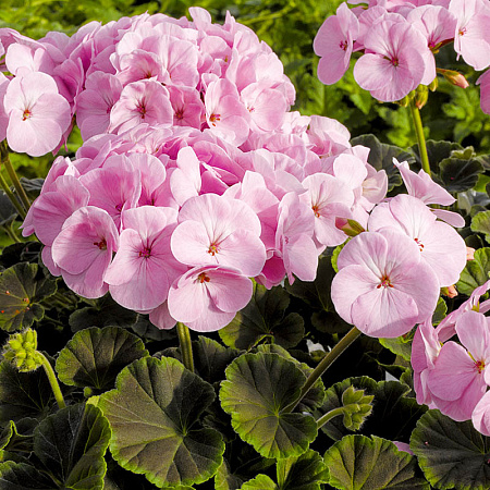 Фото Герань Буллз ай Нежно-розовый