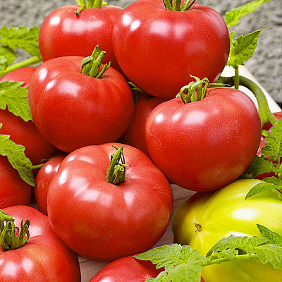 Помидор Берберана F1