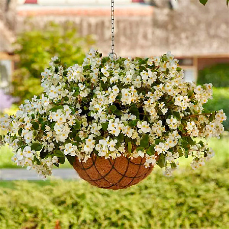 Фото Бегония Хула Блаш