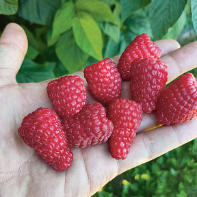 Малина летняя Патриция