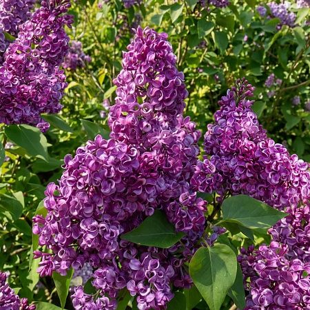 Фото Сирень обыкновенная Бесконечность