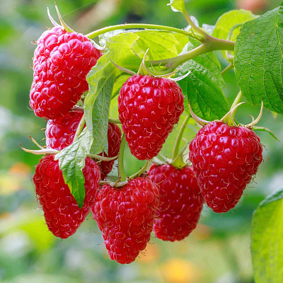 Малина Глен Ди