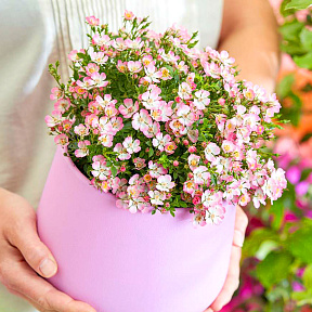 Роза миниатюрная Кьюти Пай