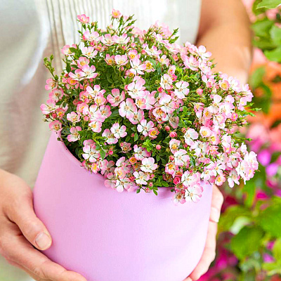 Роза миниатюрная Кьюти Пай