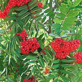 Рябина Сахарная Петрова