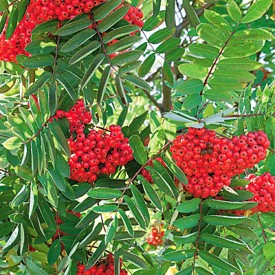 Рябина Сахарная Петрова