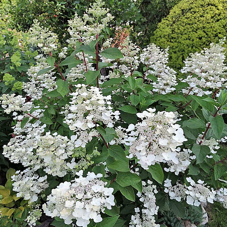 Фото Гортензия метельчатая Дартс Литтл Дот