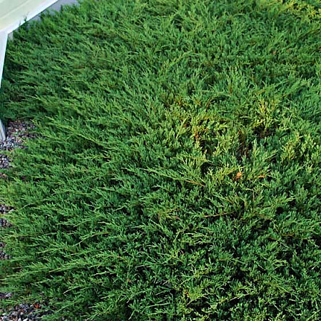 Фото Можжевельник горизонтальный Андорра Компакт