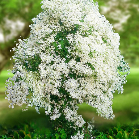 Фото Клематис Маньчжурский