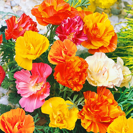 Фото Эшшольция Балерина Яркий набор