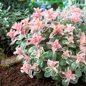 Седум Винки