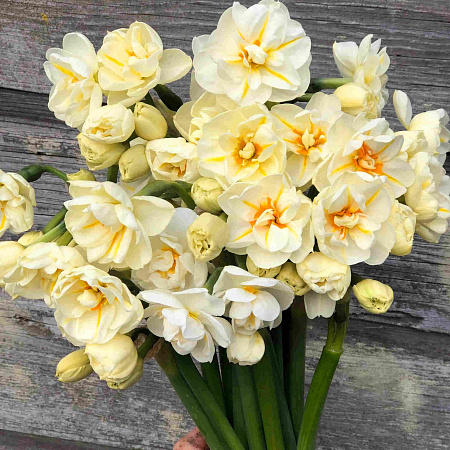 Фото Нарцисс Сэр Уинстон Черчилль