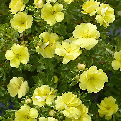 Лапчатка кустарниковая Дабл Панч Голд