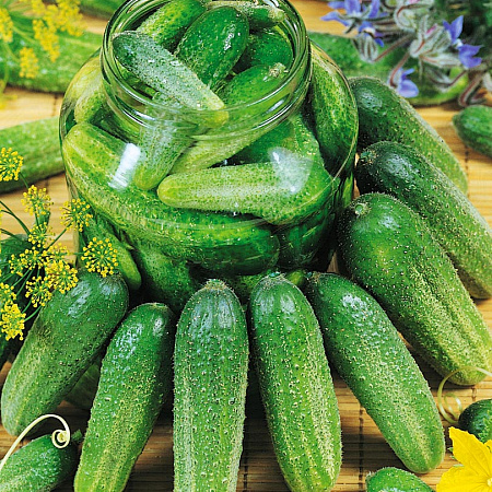 Фото Огурец Клодин F1