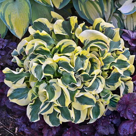 Фото Хоста Мини Скерт