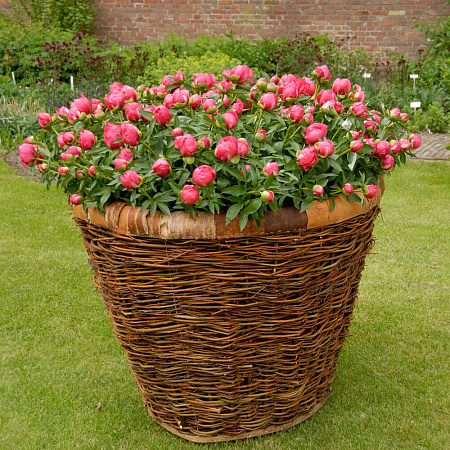 Фото Пион Флейм