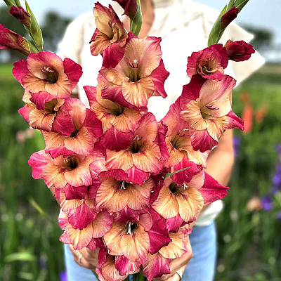 Гладиолус Эприкот Баблгам