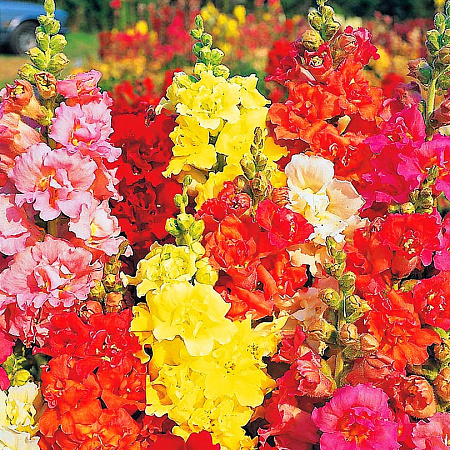 Фото Львиный зев Мадам Баттерфляй набор