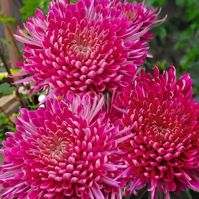 Хризантема корейская Тамара