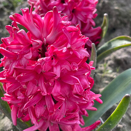 Фото Гиацинт Ред Глори