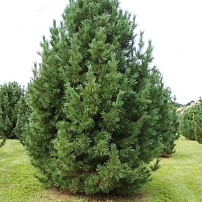 Кедр Сибирский