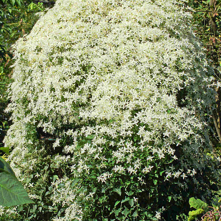 Фото Клематис Маньчжурский