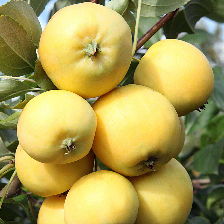 Фото Яблоня Уральское наливное