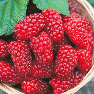 Малина Новость Миколайчика