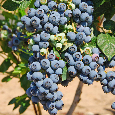 Голубика Герберт