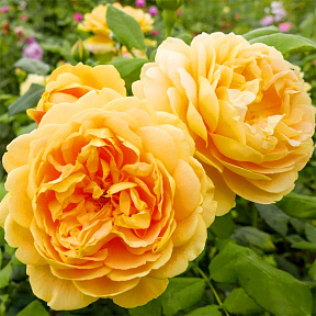 Роза английская Голден Селебрейшн, С12,5 л