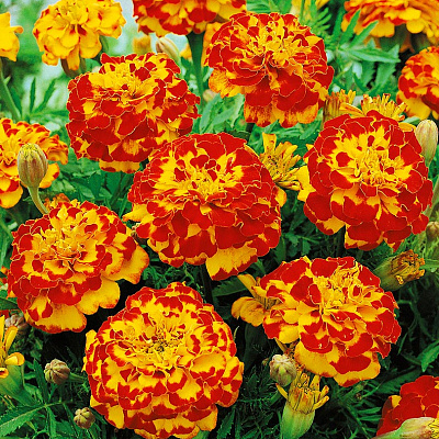 Бархатцы африканские Бонанза Болеро