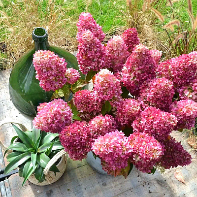 Гортензия метельчатая Редлайт