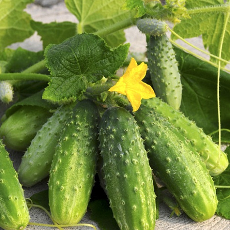 Фото Огурец Барвина