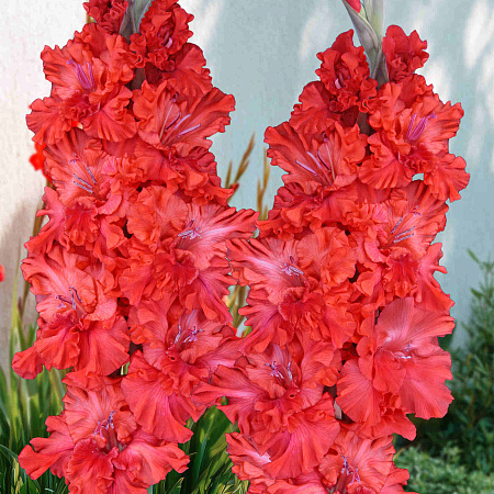 Фото Гладиолус Метель Августа