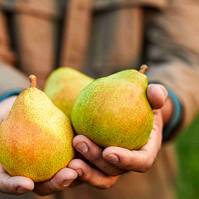 Груша Москвичка