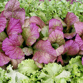 Горчица Ред Джаинт листовая