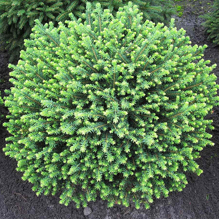 Фото Ель сербская Карел