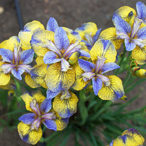 Ирис сибирский Типпед ин Блю