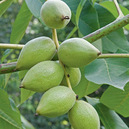 Фото Орех Маньчжурский