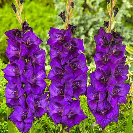 Фото Гладиолус Момбаса