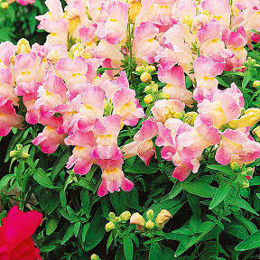 Львиный зев Кимоно Яблоневый цвет