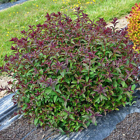 Спирея японская Мерло Грин