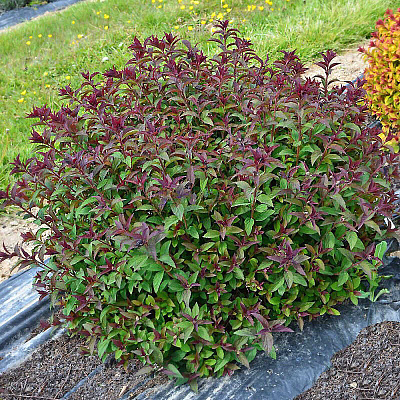 Спирея японская Мерло Грин