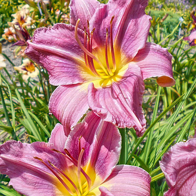 Лилейник Блю айз