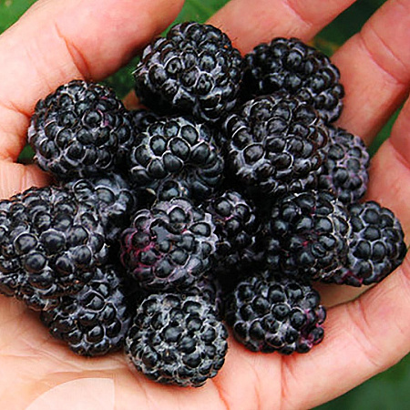 Фото Малина летняя черноплодная Черный бриллиант
