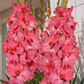 Гладиолус Триумфатор